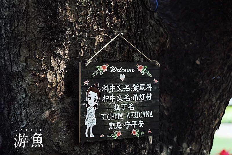 春雨直播app